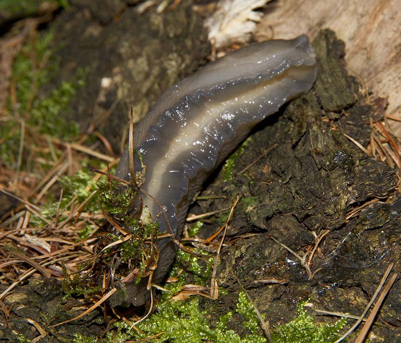 Limax da Dorio (LC)